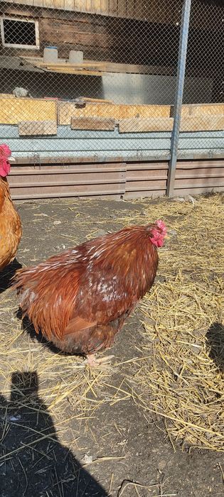 Петух брама орпингтон