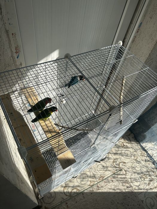 Попугаи с клеткой