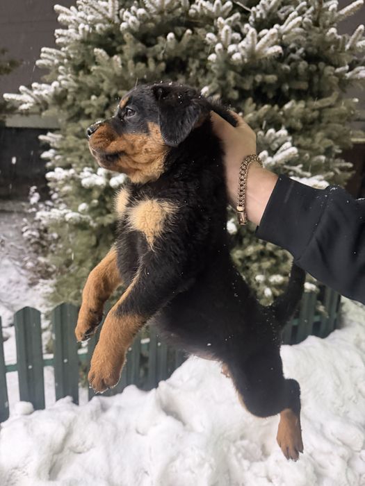 Продам щенков Ротвейлера