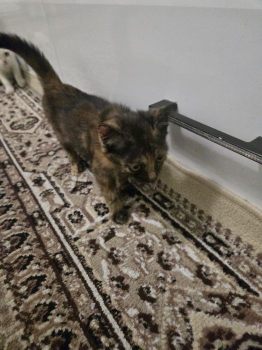 чудесные милые котята