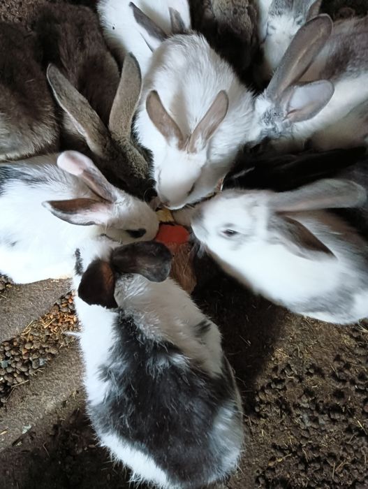 Продаются крольчата,  3 мес,по 3000т