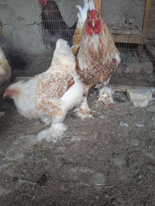 Brama zolita va beliy zolita tuxum lari sotiladi oila