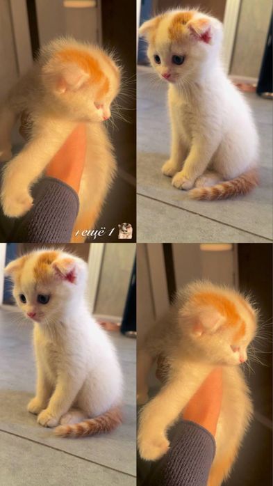 Продаётся кошка породы шиншилла