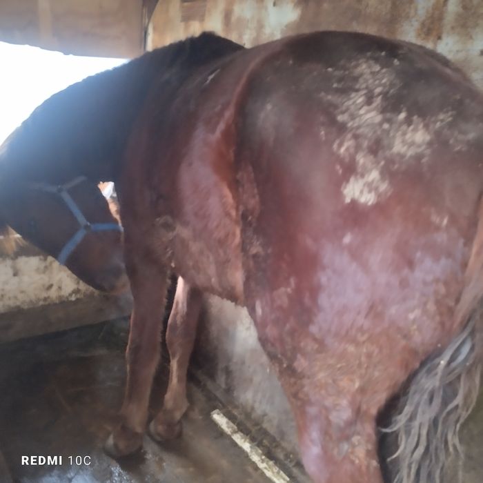 Жылкы сатылады согымга