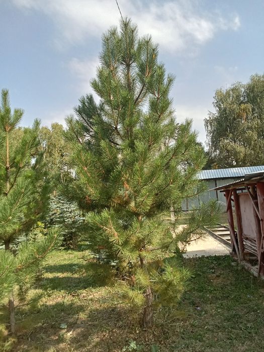 Сосна крымская 4+