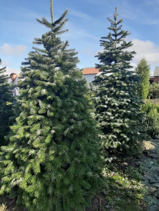 Plante ornamentale de orice specie