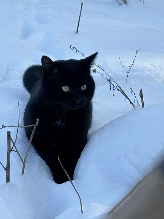 Ветеринар на дом 24/7