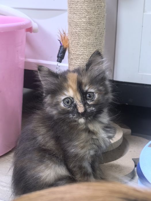 Котята близняшки колико