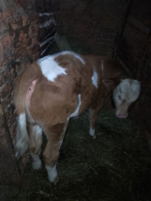 Vând mascul bălțastă două luni jumate