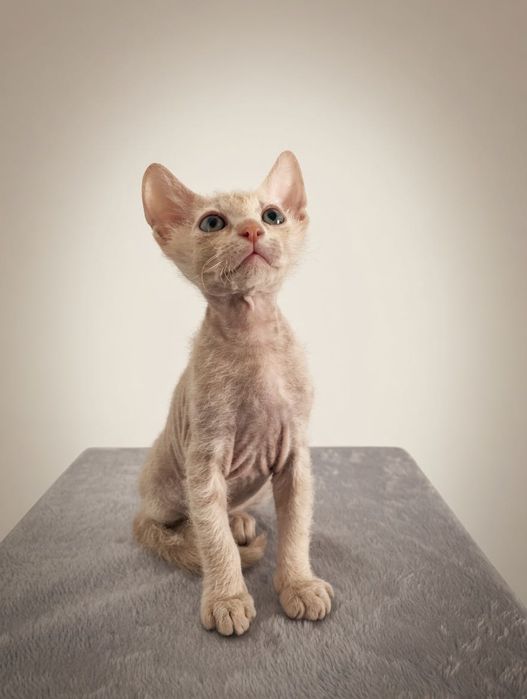 Котенок сфинкс браш