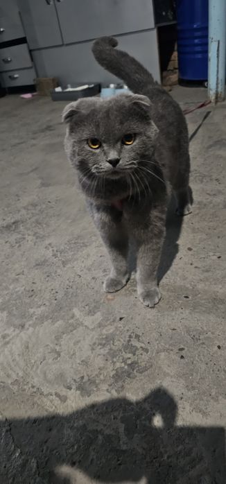 Mushuk sotiladi zotli