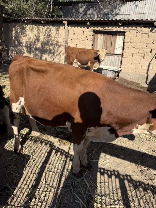 Продам бычки полторашки 25 голов