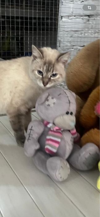 Отдам кошечку в добрые руки