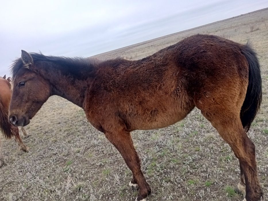 Продам жеребята кабылка.