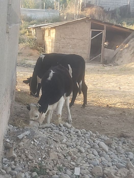 2 бас урагашы стала тумаган