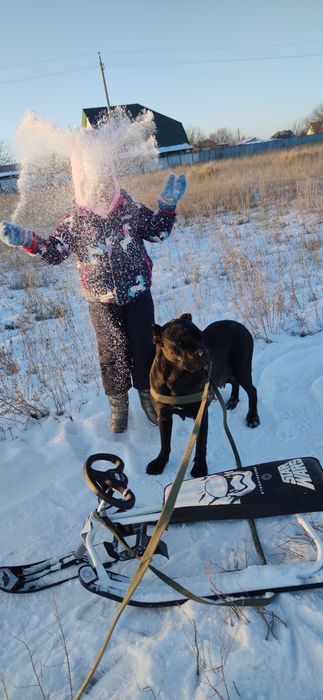 Щенки Кане Корсо