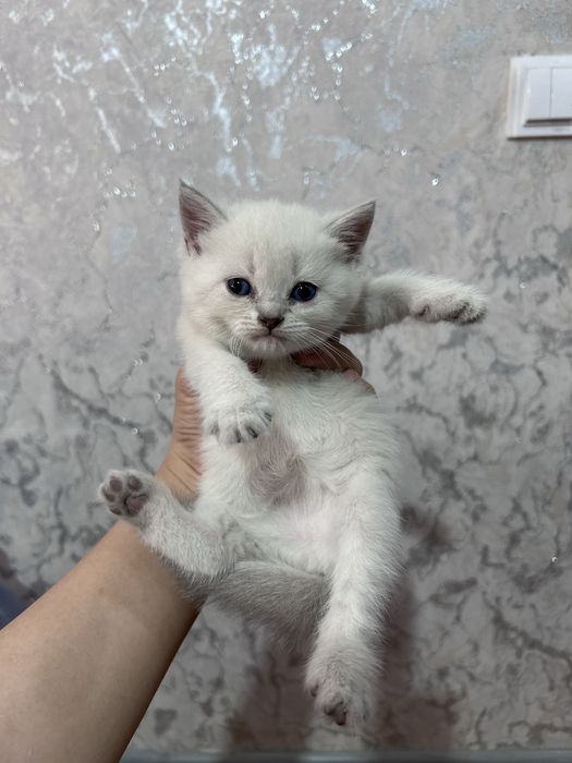 Продается котята