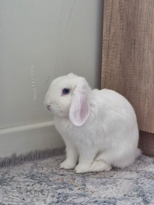 Голубогоазый кролик