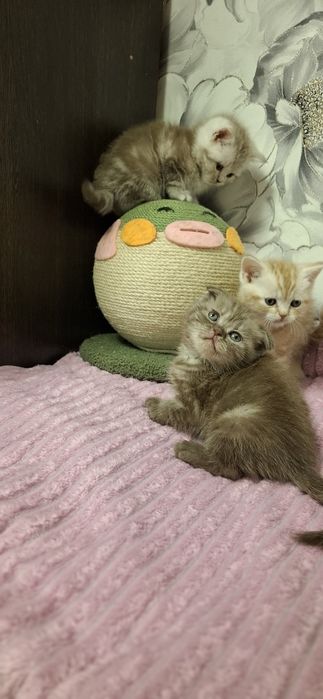 Шотландские вислоухие котята