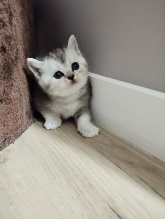 Котята Шотландские