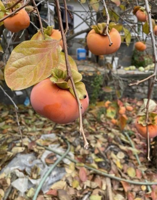 Овощен Разсадник Радослав Чотров "фитосанитарен сертификат " !