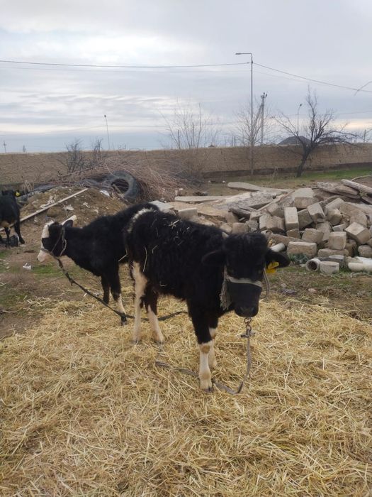 8 бас ургашы бузаулар сатылады.