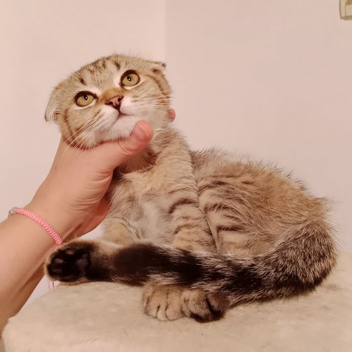 Скоттиш фолд чистокровная золотистая табби девочка очень умненькая