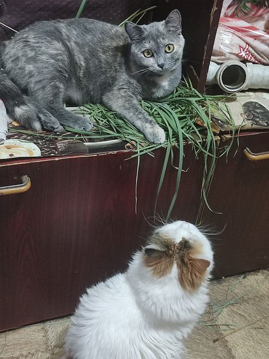 Передержка животных
