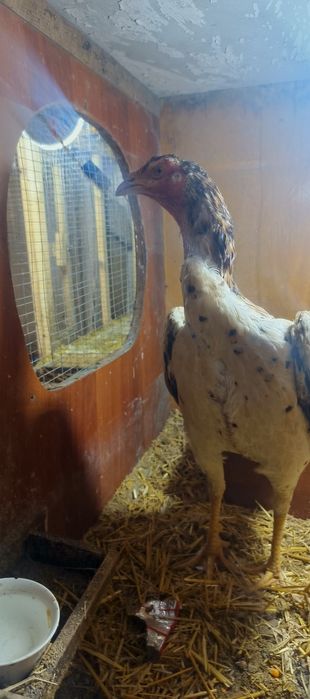 Kulangi Tovuq Pixli                         
 tanachi  tuhumga kip qo1