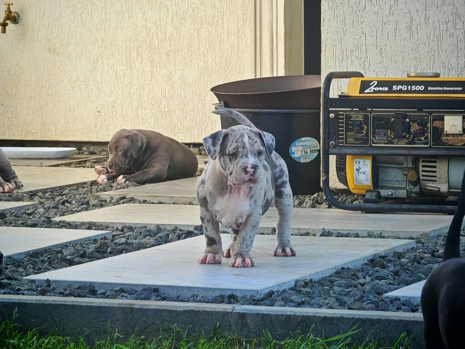 American Bully XL