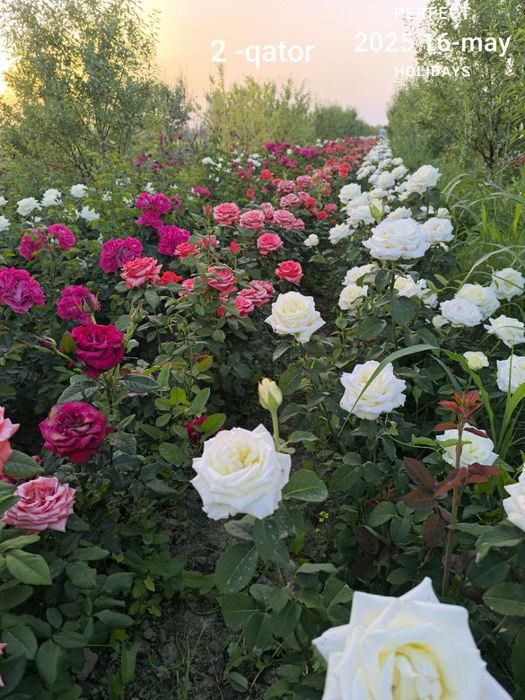 Atirgul атиргул роза