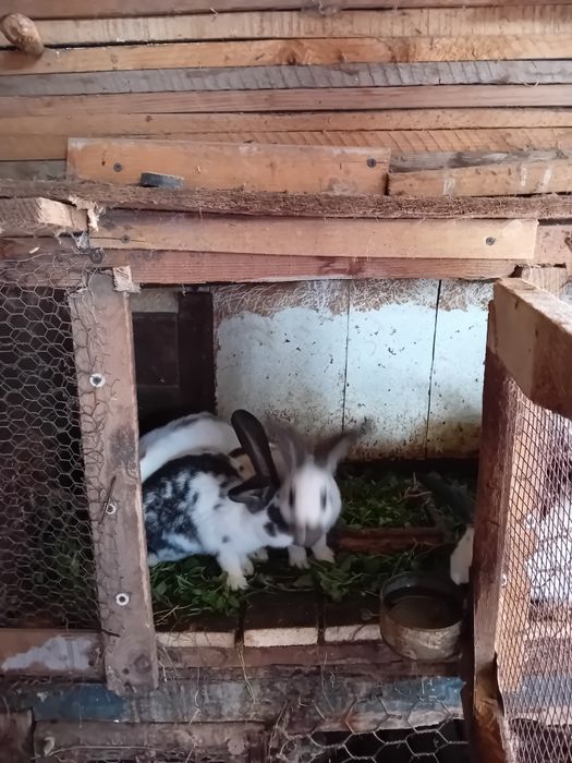 Vând iepuri fluture