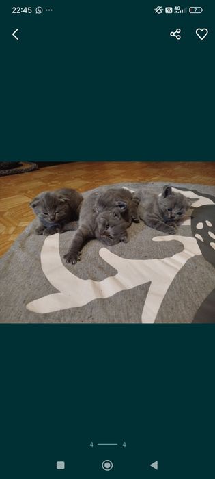 Продам британского котёнка.