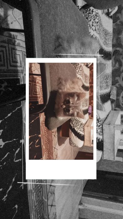 Котята в хорошие руки