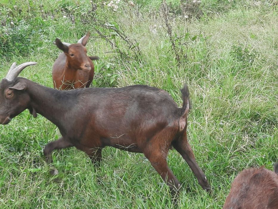 Echki Mursiana zotli granadina