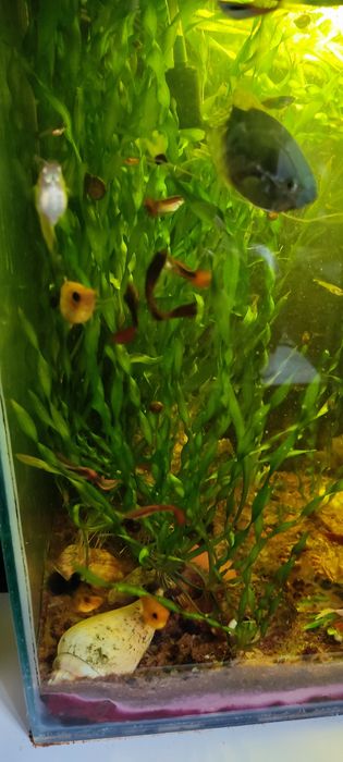 Продаю молодь гуппи