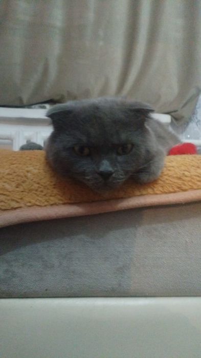 Отдам в хорошие руки