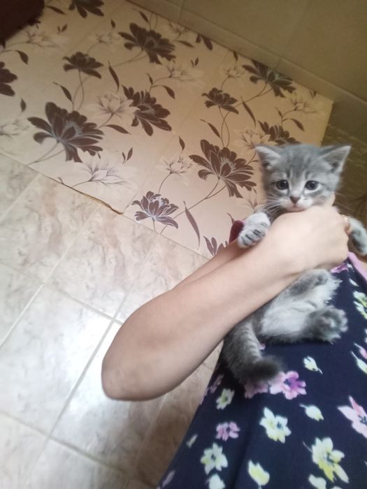 Котенок девочка 1,5 месяца