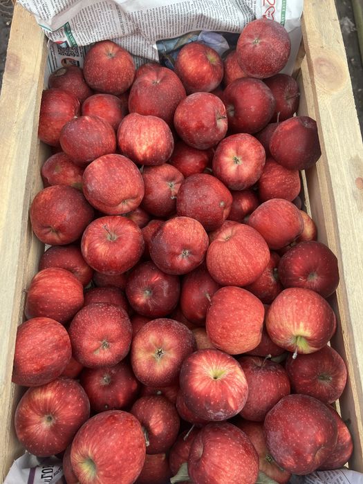 Американка. Апорт алматиский - Груша талгарка