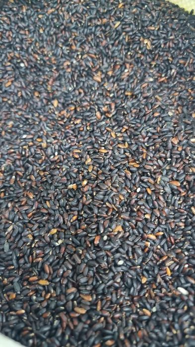 Чёрный рис, буры рис