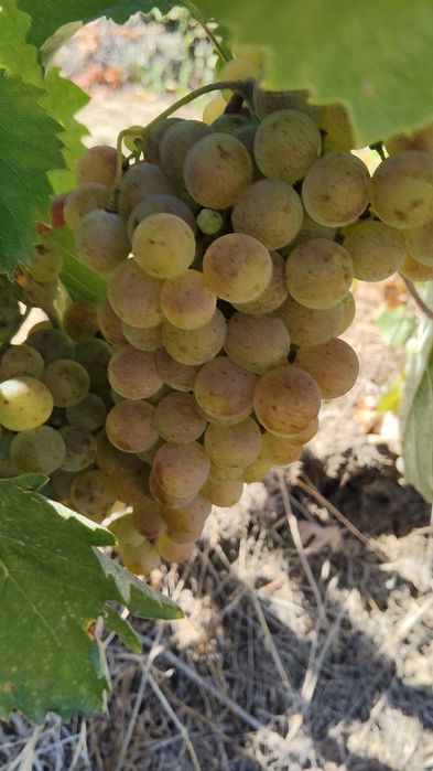 Vând struguri de vin și must