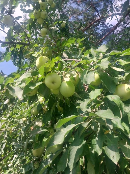 Продам дачу с домиком