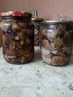 Опята! Грибы лесные