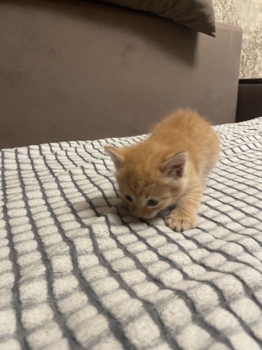 Котенок ищет дом