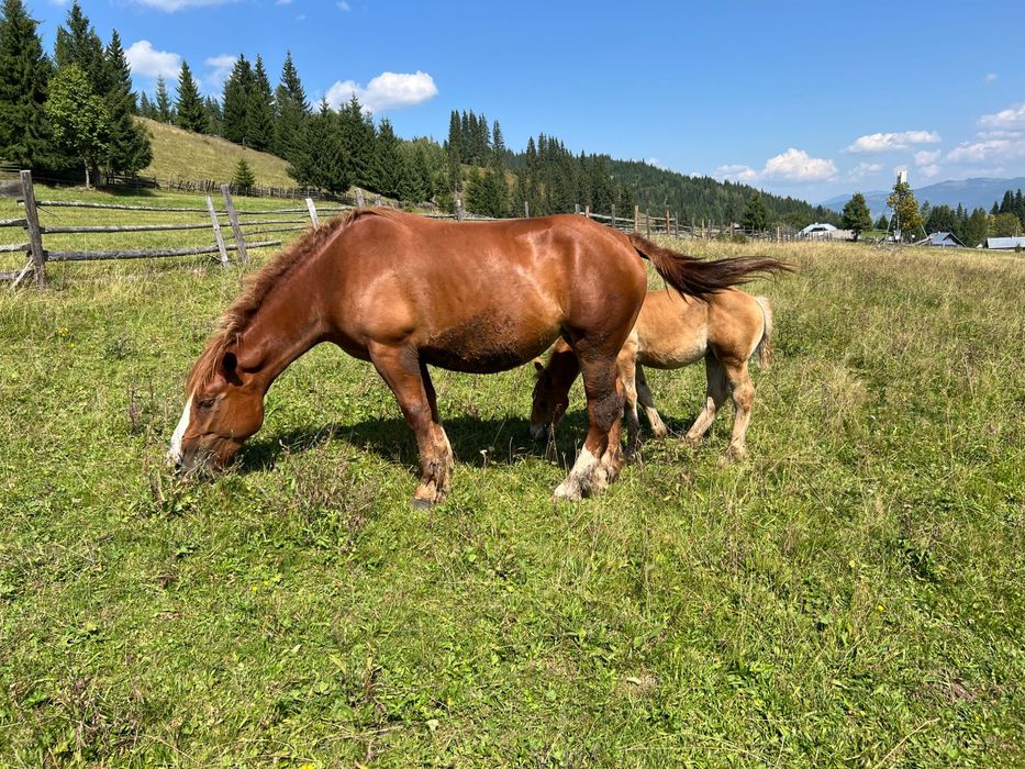 Vând iapă grea cu mânză de 3 luni
