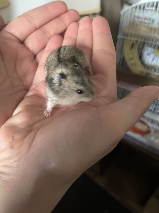 Продам джунгарских хомяков