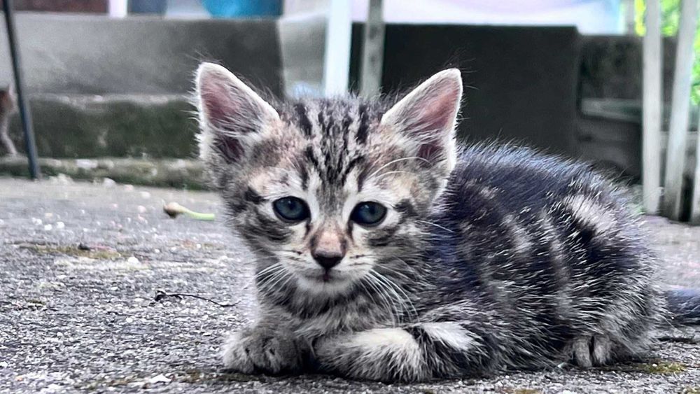 Подарявам котета