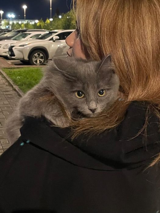 Отдам кошку в добрые руки бесплатно