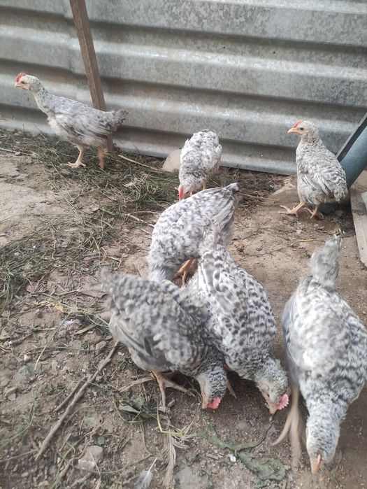 Продам барковских цыплят