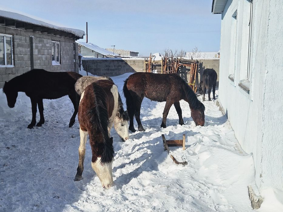 Төрт құнан, бір дөнен сатамын  Күйлері жақсы